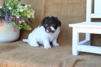 Otis, a male Cavapoo for sale in Conway, AR – 3 of 5