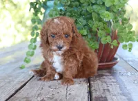 Theo, a male Poodle - Toy  for sale in Conway, AR – 2 of 5