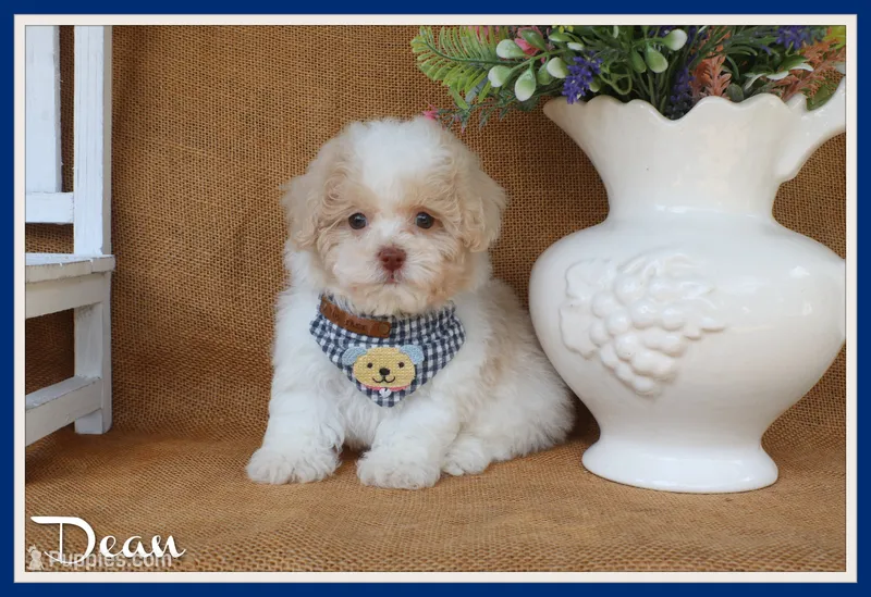 Dean – Poodle - Toy  puppy for sale in Conway, AR
