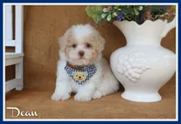 Dean, a male Poodle - Toy  for sale in Conway, AR – 1 of 4