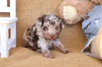 Parker, a male Yorkipoo for sale in Conway, AR – 3 of 5