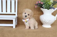 Jonah, a male Poochon for sale in Conway, AR – 3 of 5