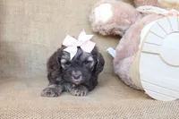 Charlotte, a female Cockapoo for sale in Conway, AR – 3 of 4