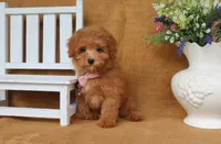 Finn, a male Poodle - Toy  for sale in Conway, AR – 3 of 4