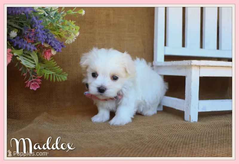 Maddox – Maltese puppy for sale in Conway, AR
