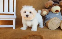 Maddox, a male Maltese for sale in Conway, AR – 3 of 4