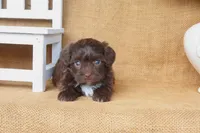Stella, a female Yorkipoo for sale in Conway, AR – 4 of 6