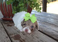 Nyla, a female Poodle - Toy  for sale in Conway, AR – 2 of 5