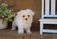 Mia, a female Maltese for sale in Conway, AR – 3 of 7