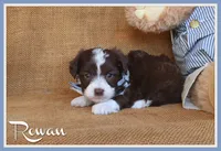 Rowan, a male Yorkipoo for sale in Conway, AR – 1 of 6