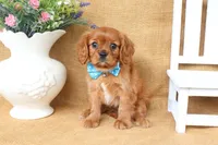 Levi, a male Cavalier King Charles Spaniel for sale in Conway, AR – 4 of 6