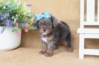 Raven, a female Cavapoo for sale in Conway, AR – 2 of 5