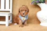 Wyatt, a male Poodle - Toy  for sale in Conway, AR – 2 of 5