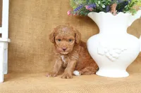 William, a male Poodle - Toy  for sale in Conway, AR – 2 of 5