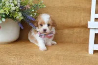 Isaac, a male Cavapoo for sale in Conway, AR – 5 of 5