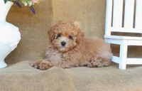 Miles, a male Maltipoo for sale in Conway, AR – 9 of 9