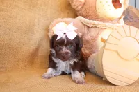 Poppy, a female Yorkipoo for sale in Conway, AR – 2 of 5