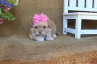 Oakley, a female Cavapoo for sale in Conway, AR – 5 of 5