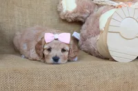Claire, a female Cockapoo for sale in Conway, AR – 5 of 5