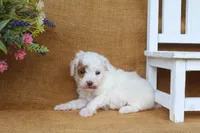 Owen, a male Poodle - Miniature  for sale in Conway, AR – 3 of 6