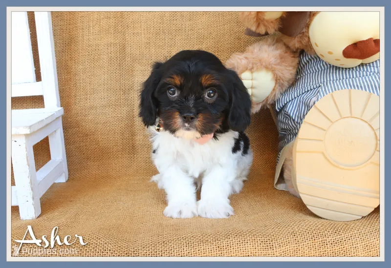 Asher – Cavapoo puppy for sale in Conway, AR