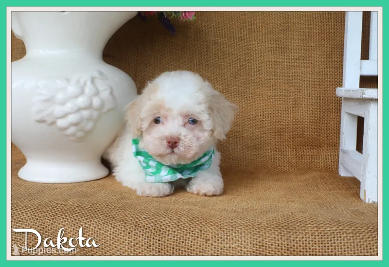 Dakota – Poodle - Toy  puppy for sale in Conway, AR
