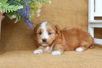 Harmony, a female Havanese for sale in Conway, AR – 5 of 6
