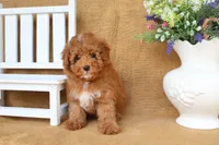 Franklin, a male Poodle - Toy  for sale in Conway, AR – 3 of 3