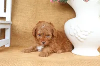 Franklin, a male Poodle - Toy  for sale in Conway, AR – 4 of 5