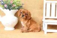 Levi, a male Cavalier King Charles Spaniel for sale in Conway, AR – 3 of 6
