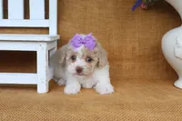 Delilah, a female Poodle - Toy  for sale in Conway, AR – 4 of 4