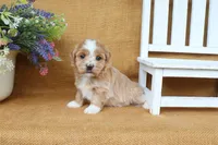 Haven, a female Havanese for sale in Conway, AR – 7 of 7