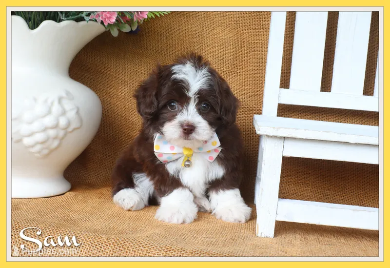 Sam – Yorkipoo puppy for sale in Conway, AR