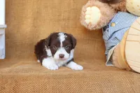 Rowan, a male Yorkipoo for sale in Conway, AR – 5 of 6