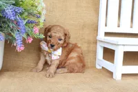 Oliver, a male Poodle - Miniature  for sale in Conway, AR – 5 of 6