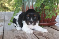 Asher, a male Cavapoo for sale in Conway, AR – 2 of 4