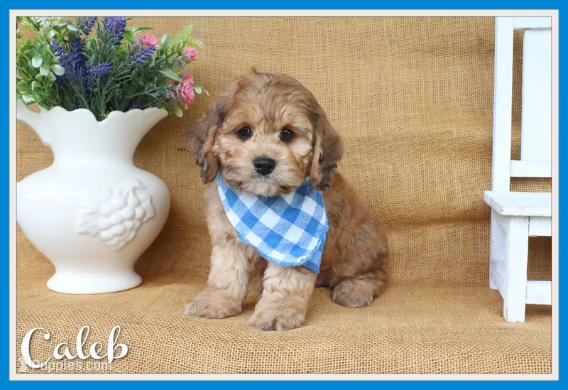 Caleb – Cockapoo puppy for sale in Conway, AR