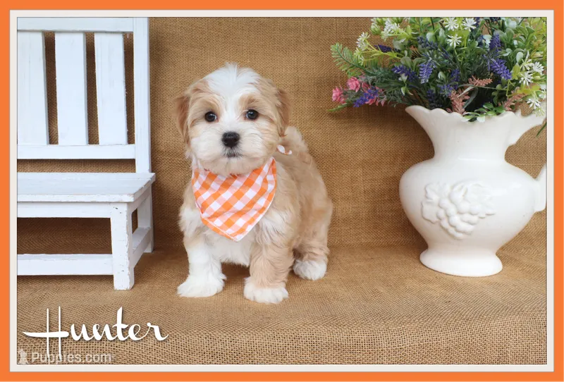 Hunter – Havanese puppy for sale in Conway, AR