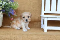 Tilly, a female Cavachon for sale in Conway, AR – 4 of 5