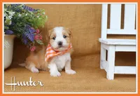 Hunter, a male Havanese for sale in Conway, AR – 1 of 7