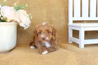 Maddie, a female Maltipoo for sale in Conway, AR – Photo 2 of 8