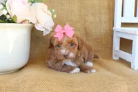 Maddie, a female Maltipoo for sale in Conway, AR – Photo 3 of 8