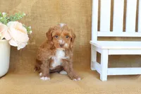 Maddie, a female Maltipoo for sale in Conway, AR – Photo 6 of 8