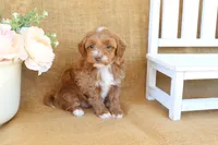 Maddie, a female Maltipoo for sale in Conway, AR – Photo 8 of 8