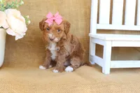 Maddie, a female Maltipoo for sale in Conway, AR – Photo 4 of 8