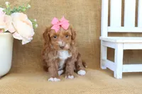 Maddie, a female Maltipoo for sale in Conway, AR – Photo 7 of 8