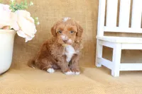 Maddie, a female Maltipoo for sale in Conway, AR – Photo 5 of 8