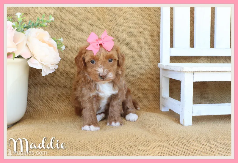 Maddie – Maltipoo puppy for sale in Conway, AR