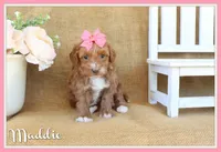 Maddie, a female Maltipoo for sale in Conway, AR – Photo 1 of 8
