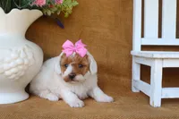 Ruby, a female Poodle - Miniature  for sale in Conway, AR – 2 of 5